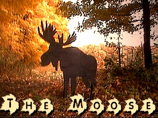 moo.jpg